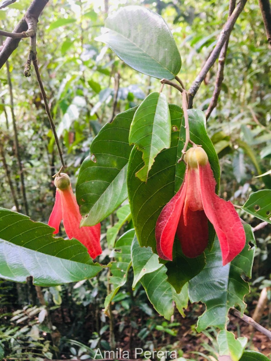 Shorea oblongifolia Thwaites
